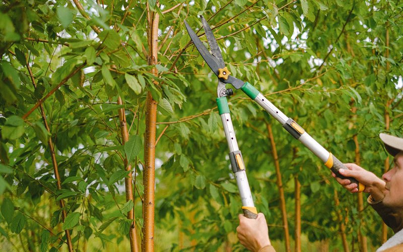 Tree trimming in Apison, TN